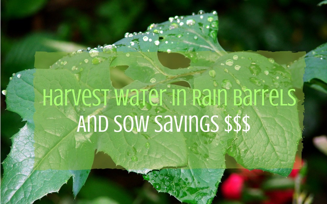 Rain Barrels Save Water and Money